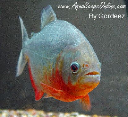 Red Belly Piranha in a tank