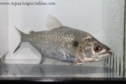 Elongatus Black Mask Piranha swimming in an aquarium