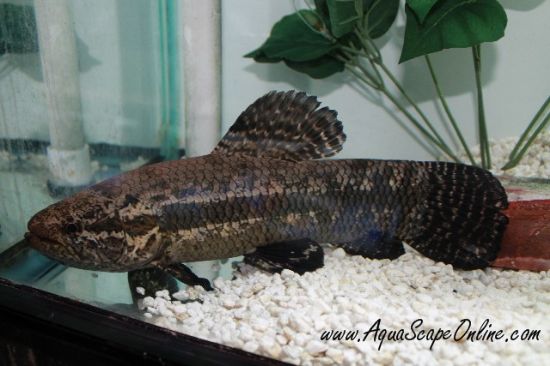 Black Wolf Fish swimming in an aquarium