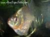 Close up view of an Altuvei Piranha in an aquarium.