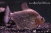 Another close up view of an Altuvei Piranha in an aquarium.