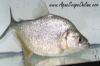 Gold Diamond Piranha with shimmering scales