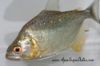 Side view of a Gold Diamond Piranha swimming in a tank