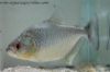 Side view of a Blue Diamond Piranha in an aquarium