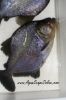 Another close up view of a Blue Diamond Piranha