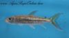 Close up view of African Vittatus Tiger Fish in an aquarium