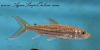 Close up view of African Vittatus Tiger Fish in an aquarium