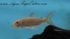 Close up view of African Vittatus Tiger Fish in an aquarium