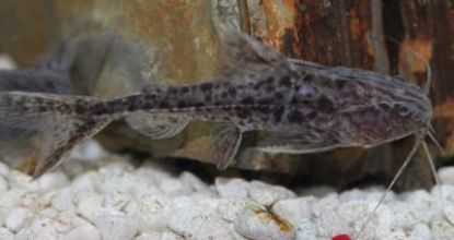Close up view of a Granulated Catfish