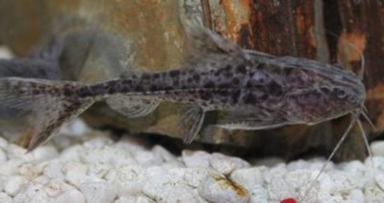 Close up view of a Granulated Catfish