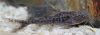 Side view of a Granulated Catfish