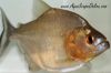 Close up view of a Gold Piranha showing it's golden colors