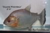 Close up view of a Gold Piranha in a tank.