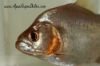 Close up view of a Gold Piranha showing it's golden colors