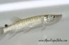 Close up view of an African Pike