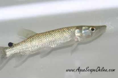 Close up view of an African Pike