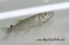 Close up view of an African Pike