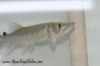 Close up view of an African Pike