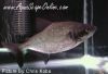 Close up of Elongatus Black Mask Piranha