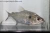 Close up of Elongatus Black Mask Piranha
