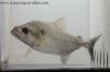 Close up of Elongatus Black Mask Piranha