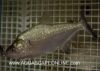 Close up of a Elongatus Piranha